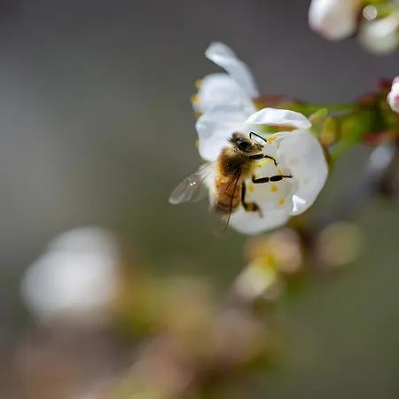Schoeneberg Appartamento *