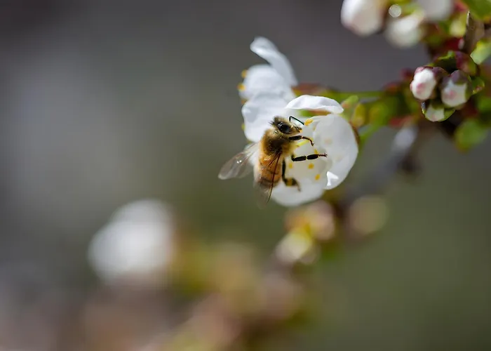 Schoeneberg Apartamento *