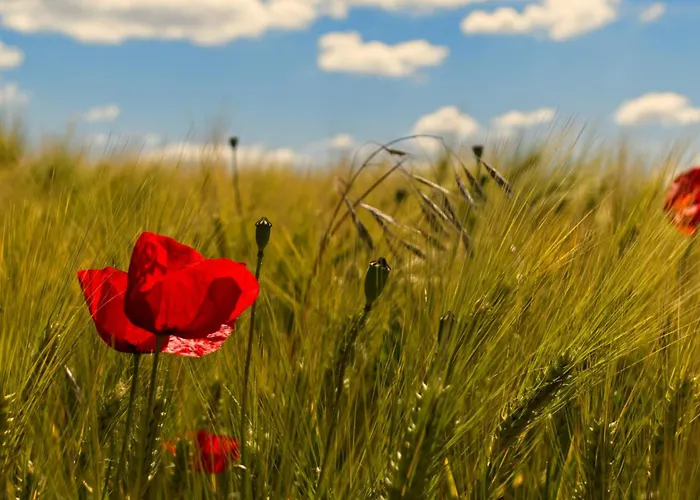 Schoeneberg Apartamento Vogt